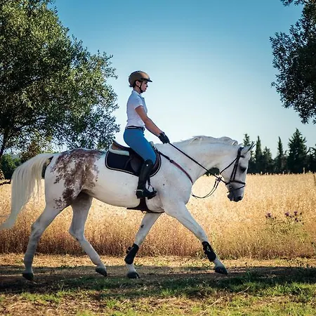 Los Olivos * Vilamoura